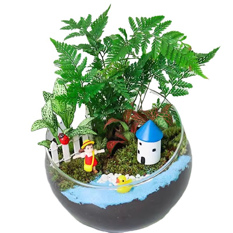 Moss Succulent Micro Landscape DIY Material Package Incision Glass Ball Ecological Bottle Ornament Gift Set Micro