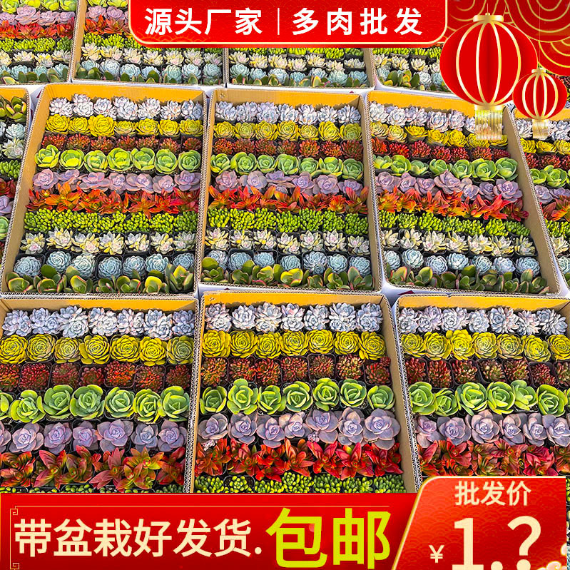 База суккулентов, оптовая продажа, радужная коробка, комбинация суккулентов, суккуленты с горшком, бесплатная доставка