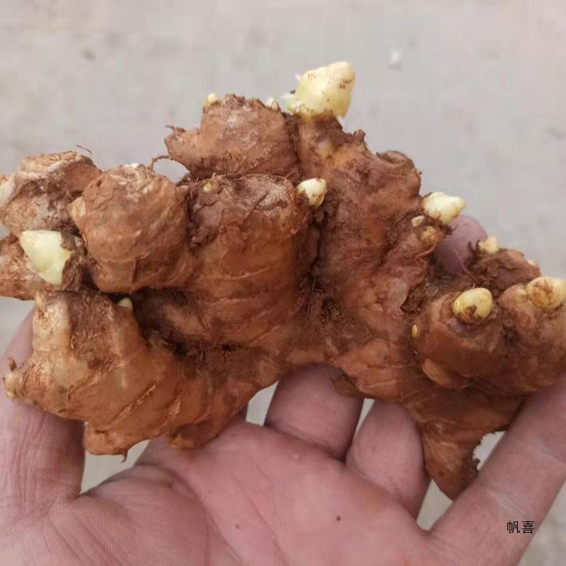 Yunnan Small Yellow Ginger Seeds, Old Ginger Seeds, Ginger Seeds, Small Yellow Ginger Seedlings, Ginger Planting Seedlings with Sprouted Ginger