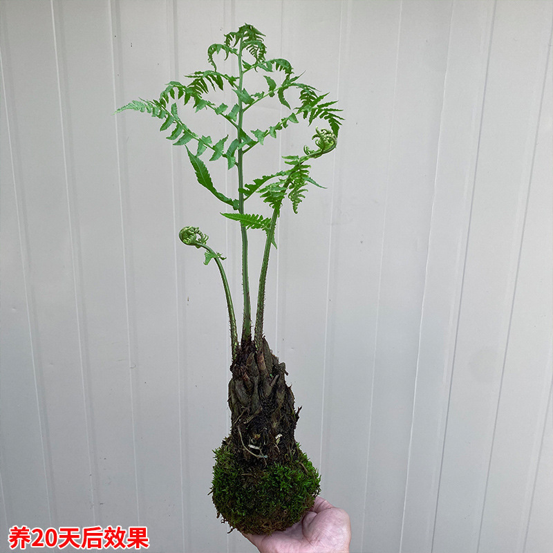 Internet Celebrity One-Leaf Fern Plant Ziqi Fern Potted Flower Bonsai Plant Indoor Old Pile Green Plant Ornaments Office