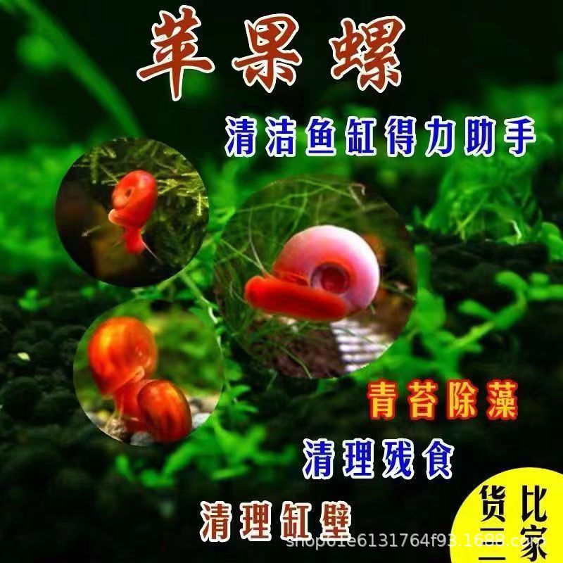 Apple Snail Ornamental Snail Tool Snail Aquarium Pet Live Grass Tank Algae Removal Snail Live Freshwater Cleaning and Purification Fish Tank