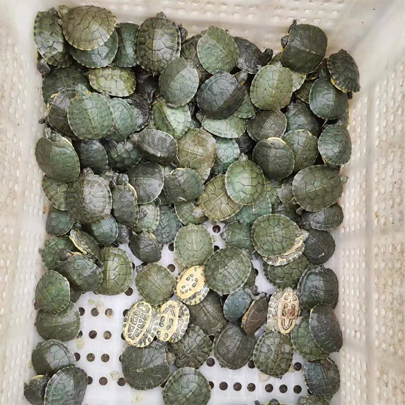 Brazilian Turtle Pet Turtle Stall Live Animal Wholesale Large and Small Turtle Seedlings Turtle Domestic Pet Turtle Wholesale Farm