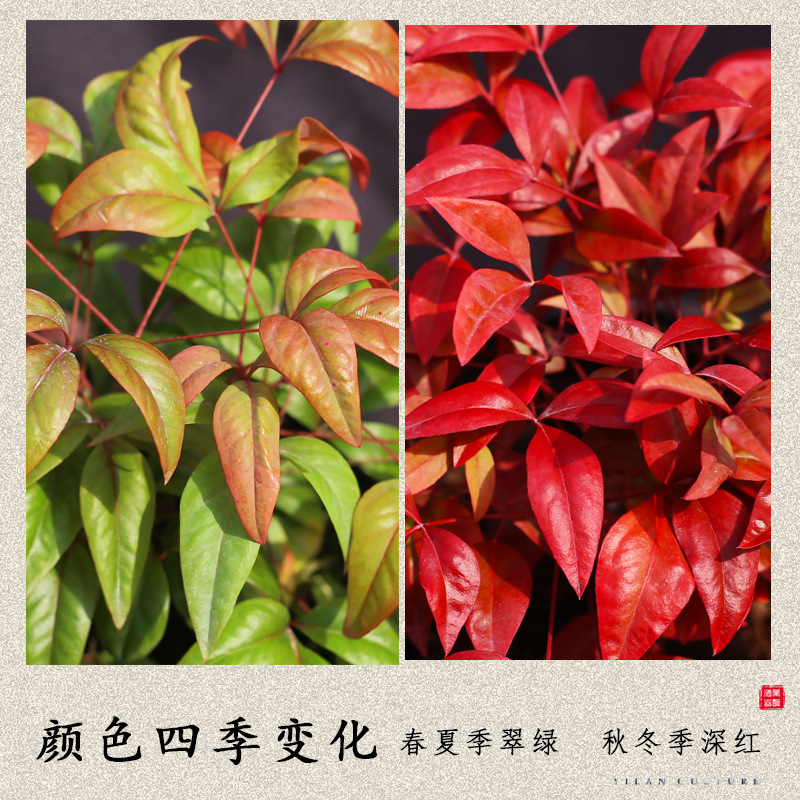 Flame Nandina Potted Foliage Small Bonsai Easy to Maintain and Live Cold-Resistant Green Plants Study Tea Table Zen Micro Landscape
