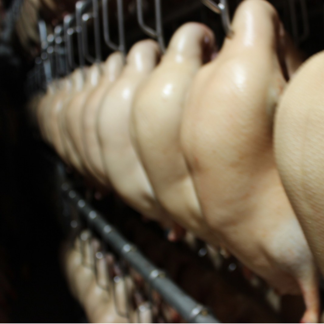 Source Factory Direct Delivery of 4 Pieces of Frozen Wholesale Cherry Valley Duck Embryos