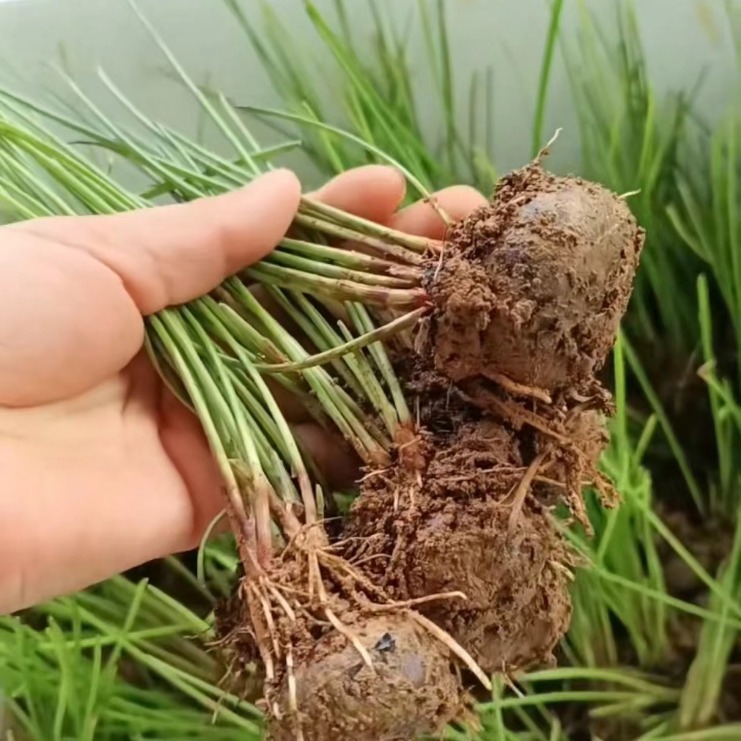 Authentic Lipu Water Chestnut Seedlings, a Specialty of Guilin, Guangxi, Are Crispy, Sweet and Residue-Free