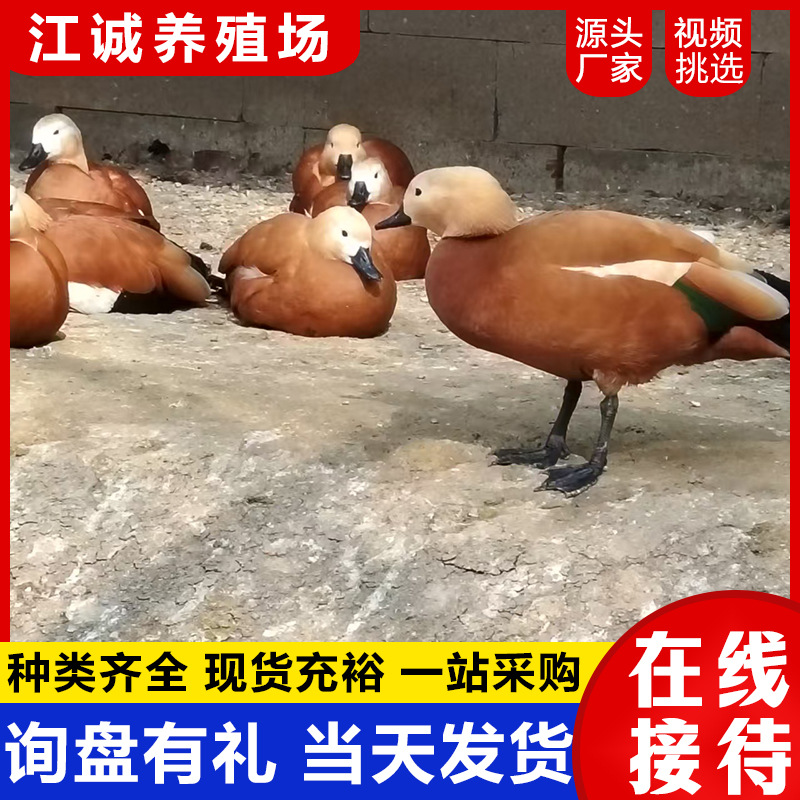 Year-Round Supply of Artificially Bred Red-Eared Ducks, Scenic Spot Ornamental Ducks, Large Yellow Ducks, Adult Red-Eared Ducks Price