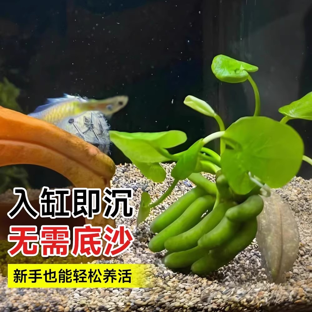 Banana Grass, Aquatic Plants for Fish Tanks, Purify Water Quality, Create Landscapes, Increase Oxygen, No Maintenance Required, Suitable for Beginners and Lazy People to Raise Fish and Green Plants