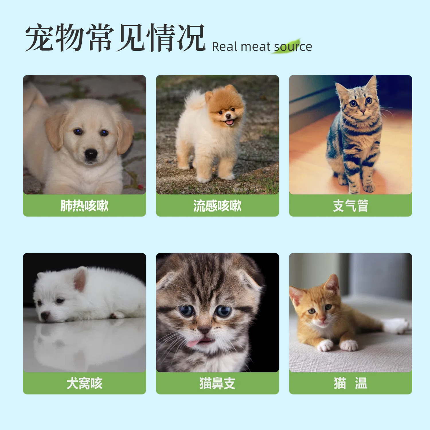 Dog Cough Nest Cough Net Dog and Cat Cough Runny Nose Sneezing Dry Vomiting Fever Cold Factory Delivery