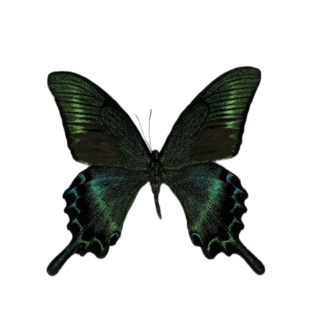 True Butterfly Specimen Unspread Wings Various Original Butterfly Miscellaneous Butterfly Insect Specimen Kindergarten Teaching Collection Photography