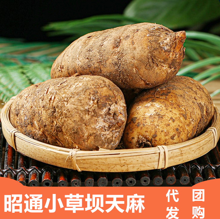 Fresh Gastrodia Elata, Freshly Dug from Xiaocao Ba in Zhaotong, Yunnan. Dried Black Gastrodia Elata Slices, Chinese Medicinal Materials, Free Shipping