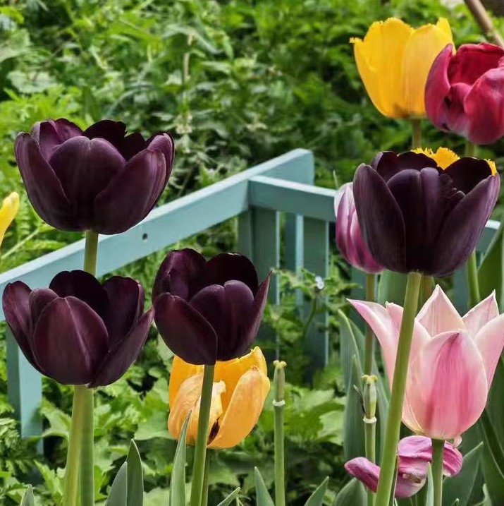 Tulip Bulbs, Perennial Flower Seeds, Soil Culture, Hydroponic Florals, Indoor and Outdoor Courtyard Planting, Tulip Flower Bulbs
