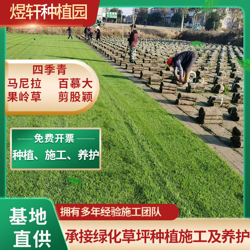 Suzhou Real Turf Lawn Courtyard Villa Greening Plant Manila Evergreen Green Lawn Green Plant Lawn