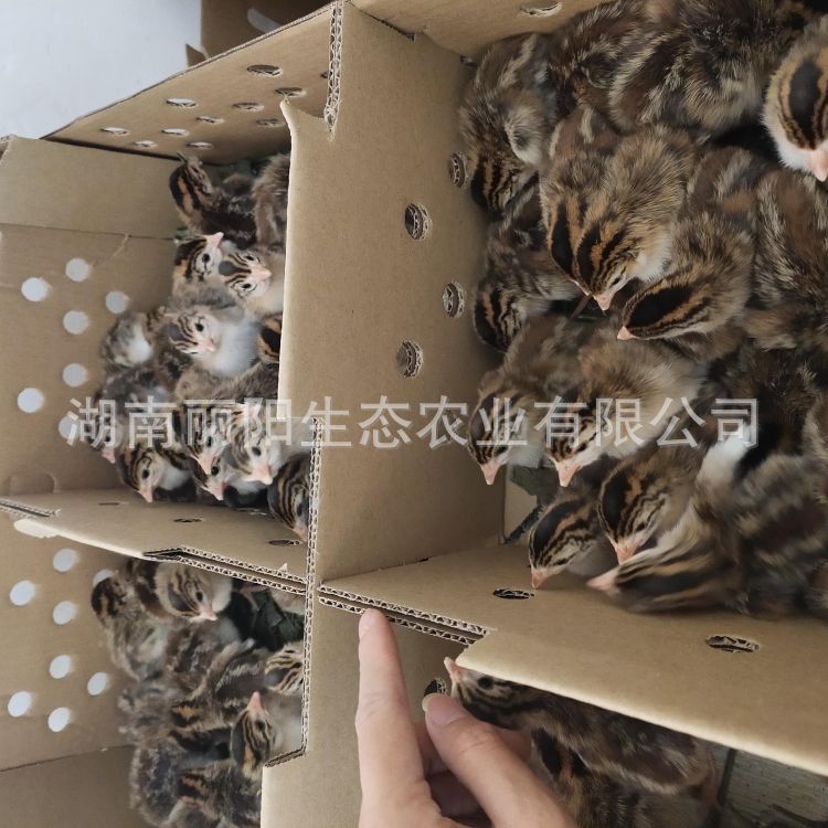 Live Pearl Chicken Chicks for Sale Directly from the Farm, Also Available Are Green-Footed Free-Range Mountain Chickens, Easy to Raise and Hatch