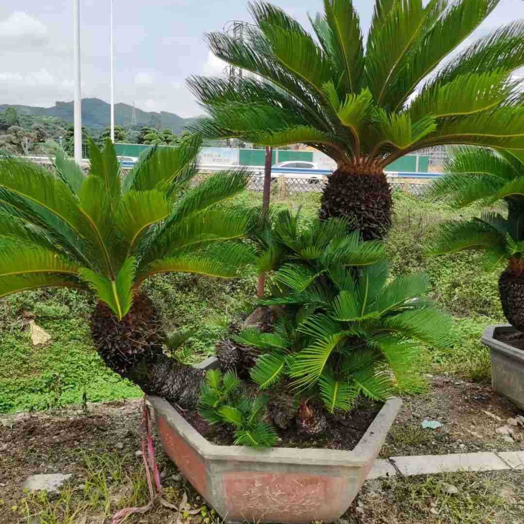 Fujian Shaped Iron Tree Bonsai, Iron Tree Wholesale Price, Multi-Headed Iron Tree Bonsai, Large Iron Tree Base