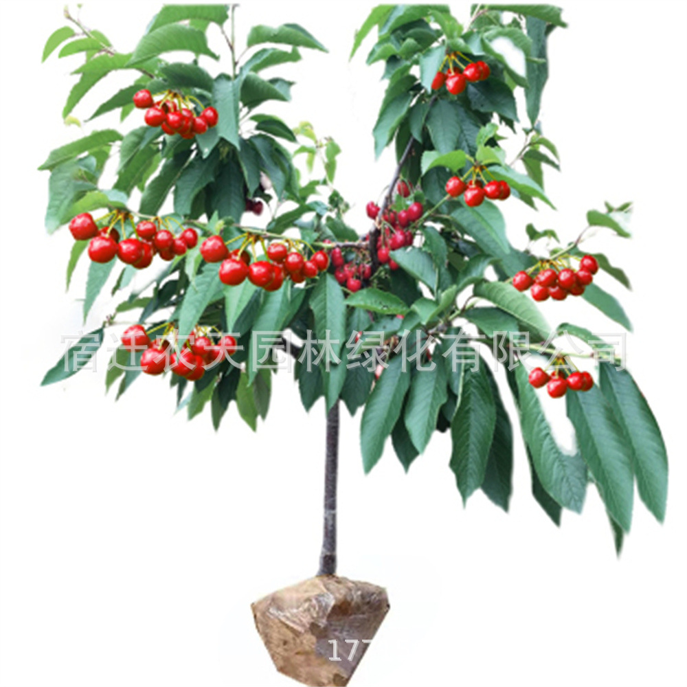 Black Pearl Cherry Saplings Dwarf Potted Ground Planting Results in the Current Year, Extra Large Cherry Fruit Trees Planted in the North and South