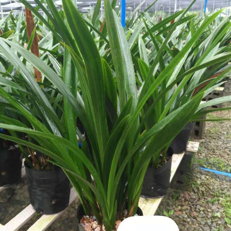 Top Ten Rare Orchids: Black Orchids, Fresh Seedlings, High-End Indoor Potted Plants with Strong Fragrance and Flower Buds, Available for Sale