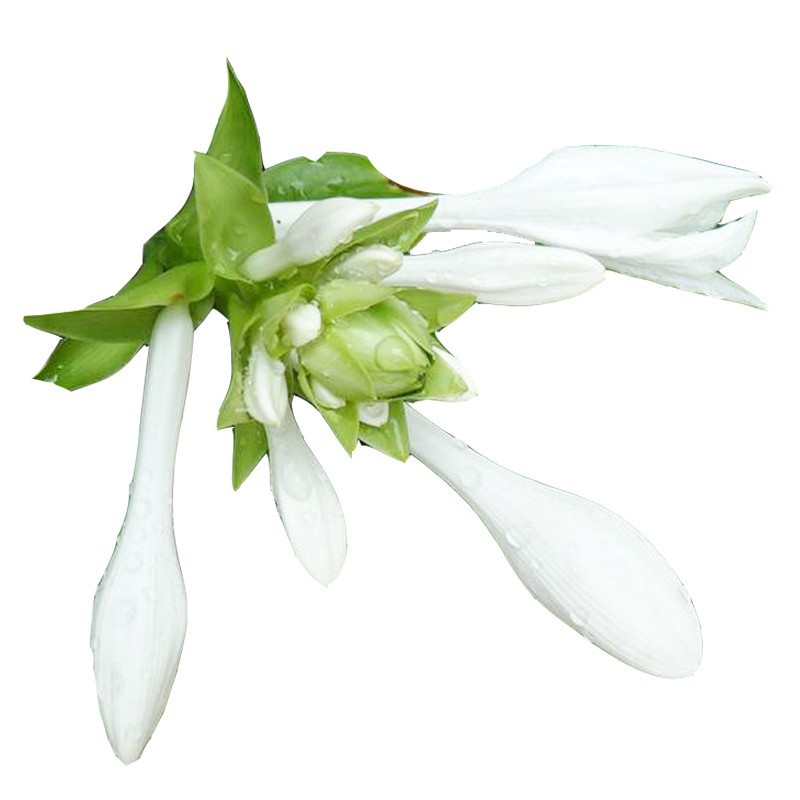 foliage jade hairpin flower seedling plant Phnom Penh mosaic flower indoor potted flower bed perennial green plant cold and drought tolerance