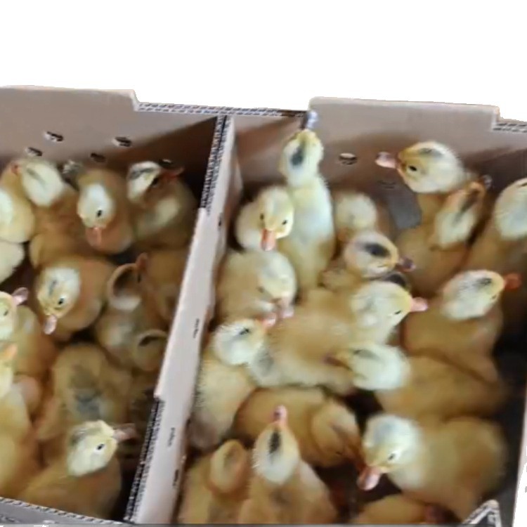 Little Yellow Ducklings, Live Pet Ducklings, Hatching Ducklings, and Jiangnan Egg Ducklings, Water Ducklings, Large Meat Ducklings