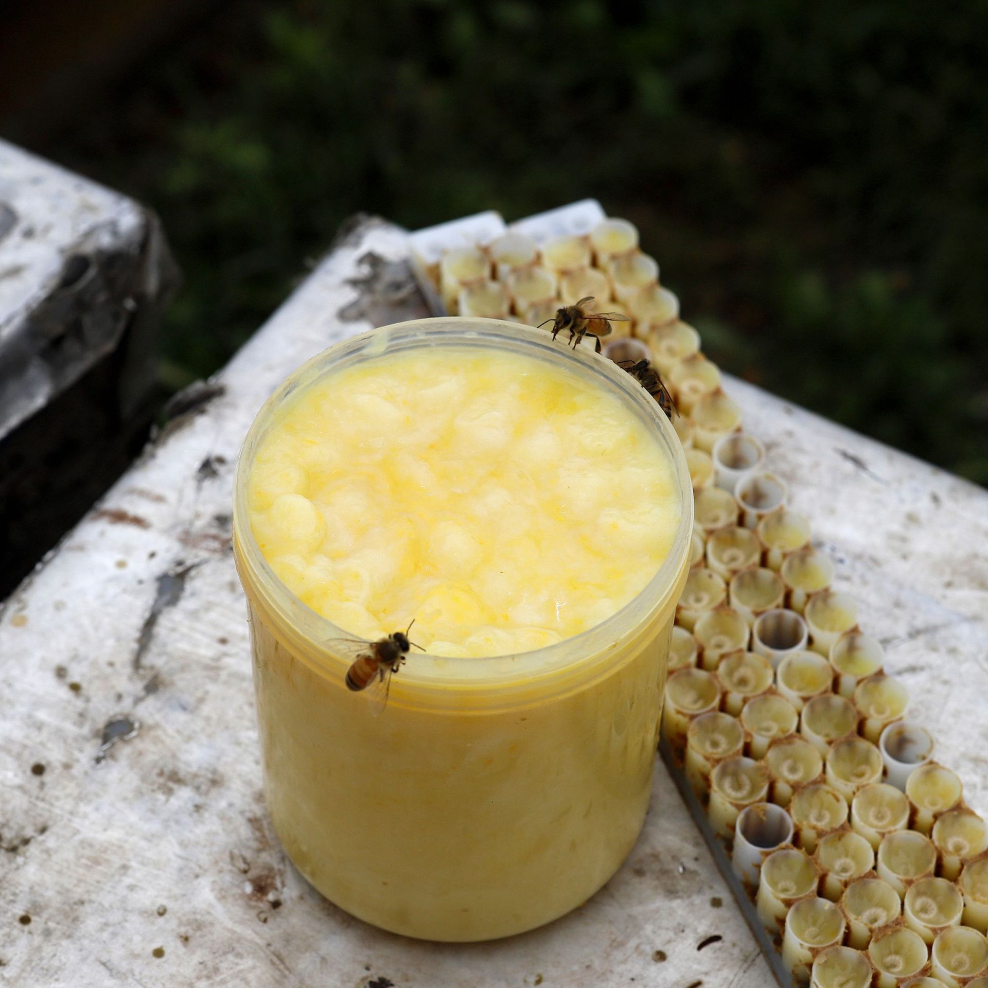 Fresh Royal Jelly Fresh Royal Jelly Spring Jelly 500g Royal Jelly Wholesale Agent