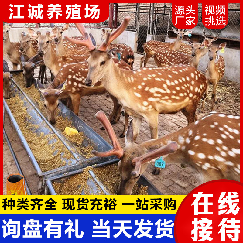 На продажу: живой экологический сад молодых сика, свободно пасущиеся декоративные сики, база разведения сиков в Шандунге