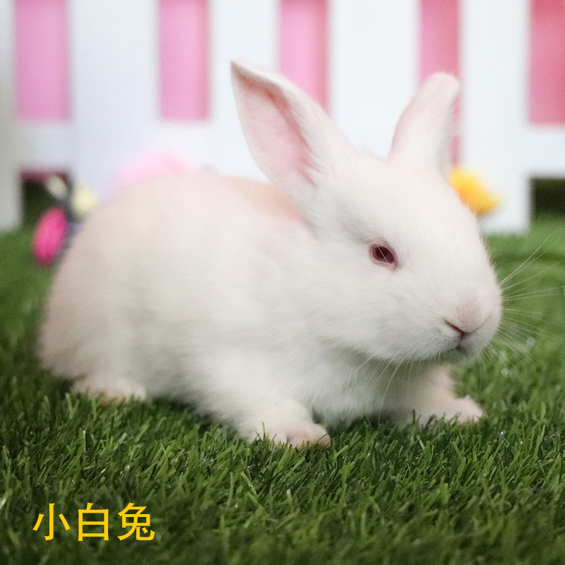 Маленький кролик Юаньси, живой белый кролик, живой панда-кролик, принцесса-кролик, мясной кролик, оптовая продажа в Чэнду