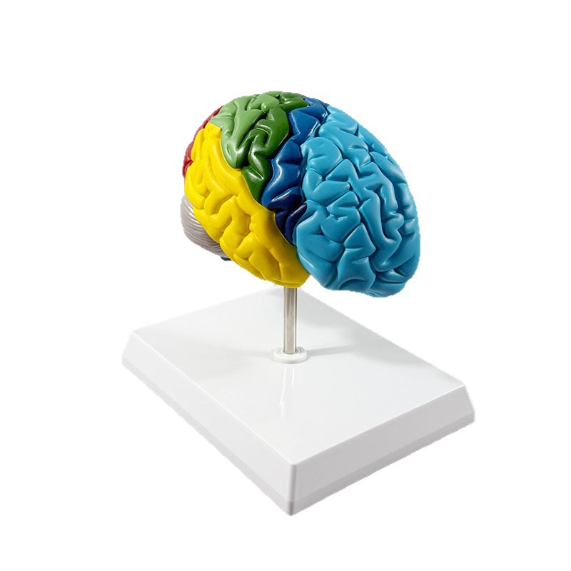 Production of Human Skeleton Anatomy 1:1 Right Hemisphere Brain Functional Area Anatomy Human Brain Model Medical Teaching