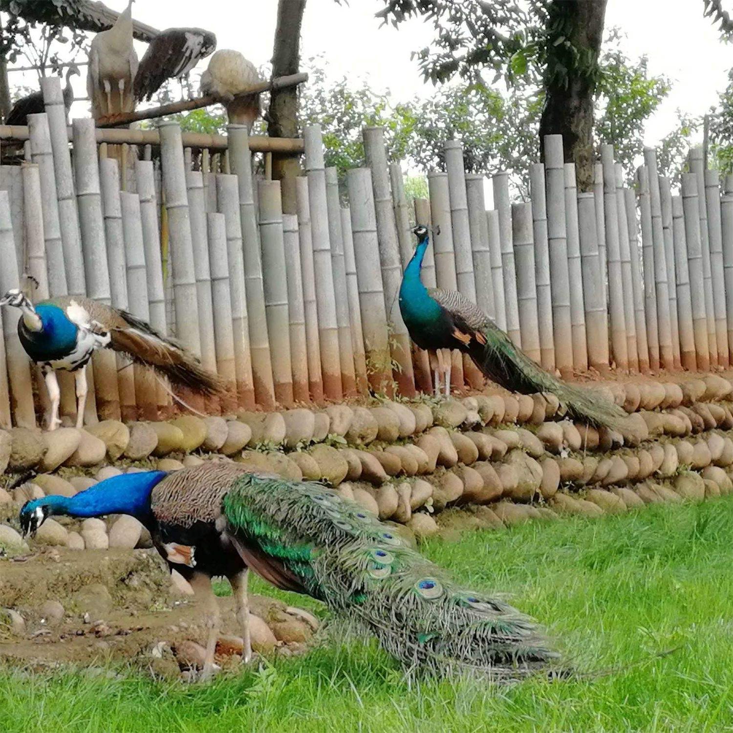 Authentic Blue Peacock Seedlings, Live Seedlings, High Survival Rate, Easy to Raise Peacock Cubs, Wholesale and Retail, Video Selection of Seedlings Available
