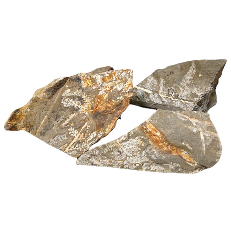 Natural Permian plant fossil branch vein fern fossil original stone ancient plant fossil specimen popular science teaching ornaments