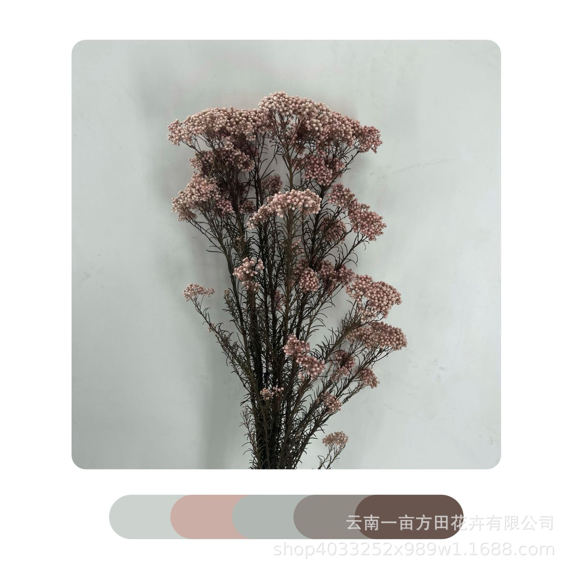 Eternal Millet Flower Is Not Easy to Fall Off Dried Flower Bouquet Yunnan Factory Direct Sales DIY Flower Arrangement Flower Decoration