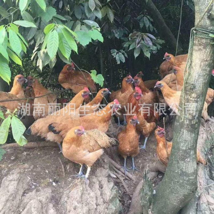 Live Chicken Chicks, Black-Skinned Red-Crowned Chicken Chicks, Hatchery Direct Sales, Free-Range Chickens in Rural Areas, Easy to Raise