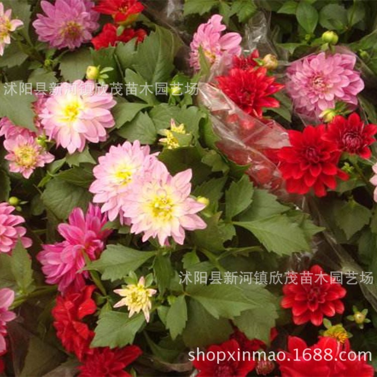 Dahlia Bulbs, Double Flower Bulbs, Four-Season Bulbs, Sweet Potato Flower Seeds, Bulbs, Flower Garden Planting Dahlia Bulbs