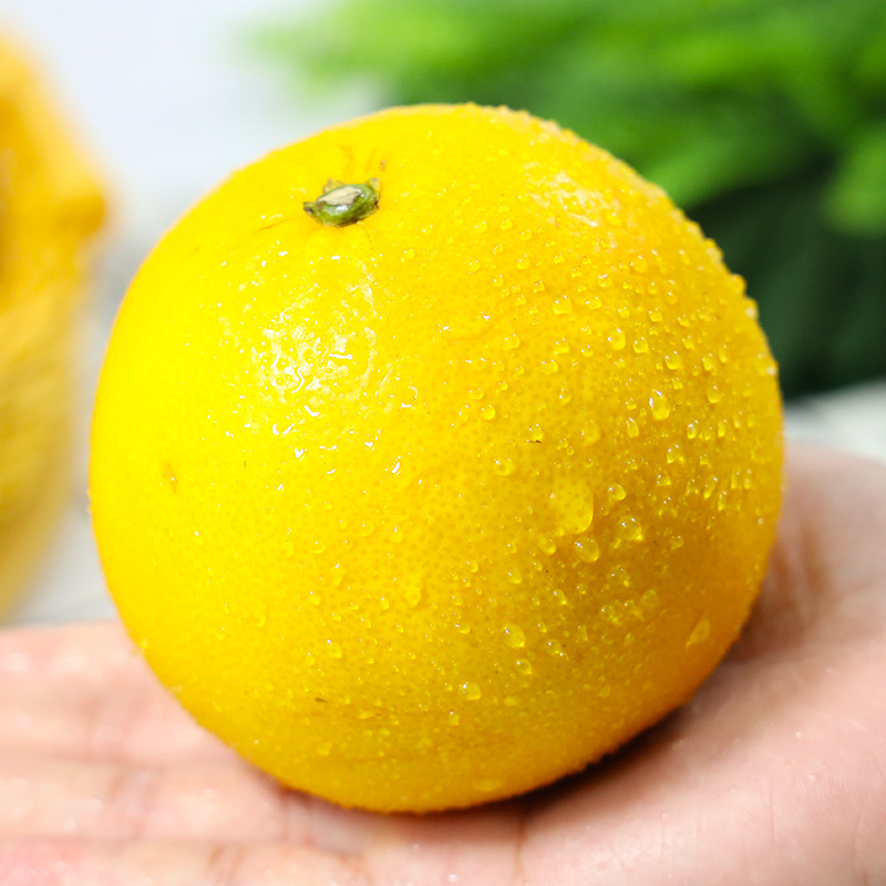 Juicy Golden Grapefruit, Seasonal Fresh Fruit, Yellow Flesh, Sweet Honey Grapefruit