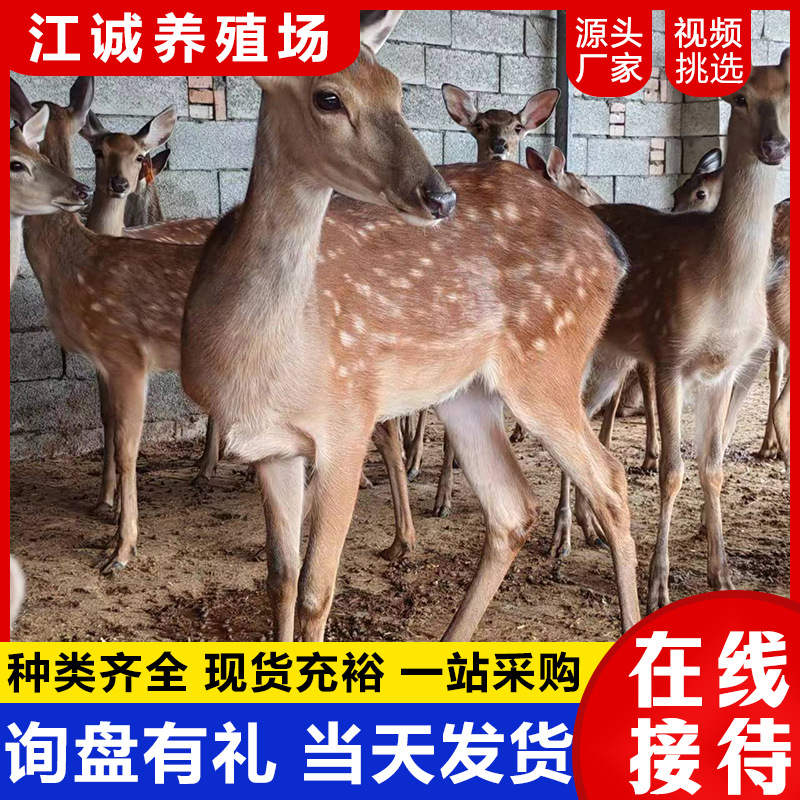 How Much Does a Garden Ornamental Sika Deer Cost? Selling and Renting Sika Deer Live. Sika Deer Calf Price