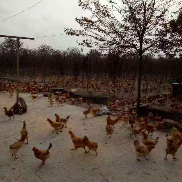 Fresh Free-Range Eggs, Cordyceps Eggs, Freshly Picked and Shipped, Authentic Free-Range Eggs from Farms, Wholesale and Delivery Available