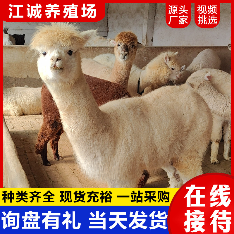 The Farm Sells Live Alpacas All Year Round. Cute Pet Paradise Interactive Feeding Alpacas. Cute Little Alpacas Price