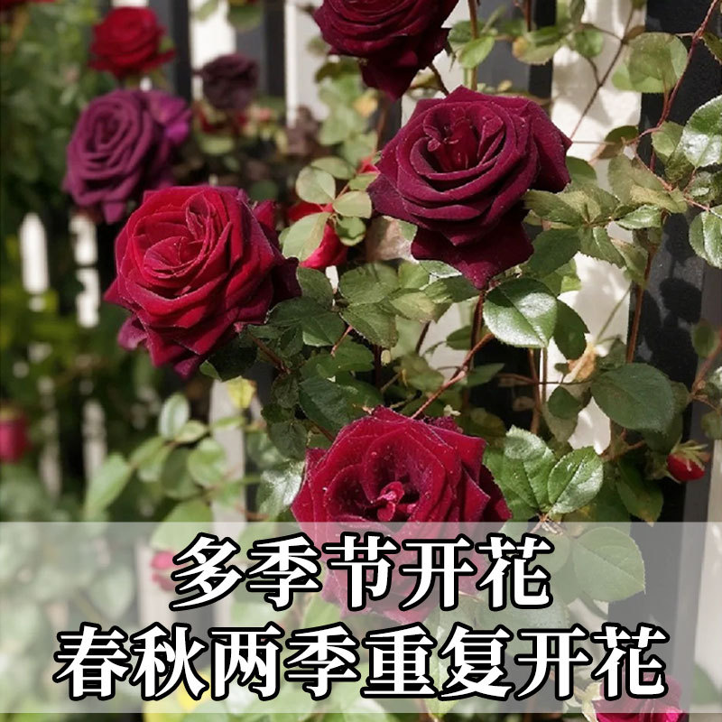 Black Buck Rose Flower Potted Old Pile Seedlings Velvet Dark Red Four-Season Balcony Courtyard Florals and Green Plants