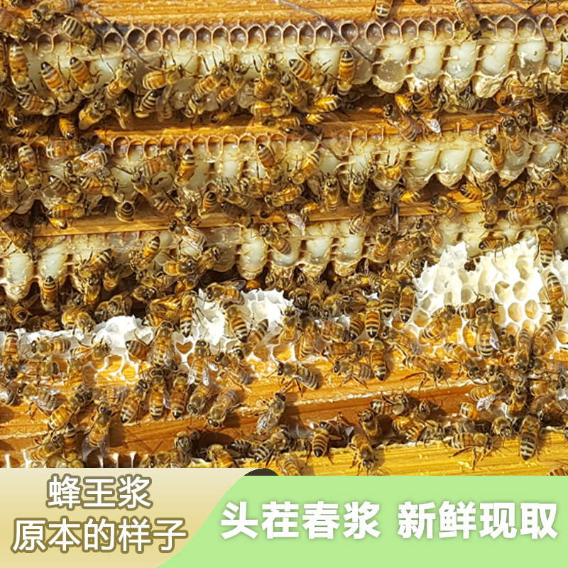 Natural Spot 500g Authentic Fresh Royal Jelly Frozen Puree Wholesale Pure Jelly 0 Added Free Shipping Farm-Produced