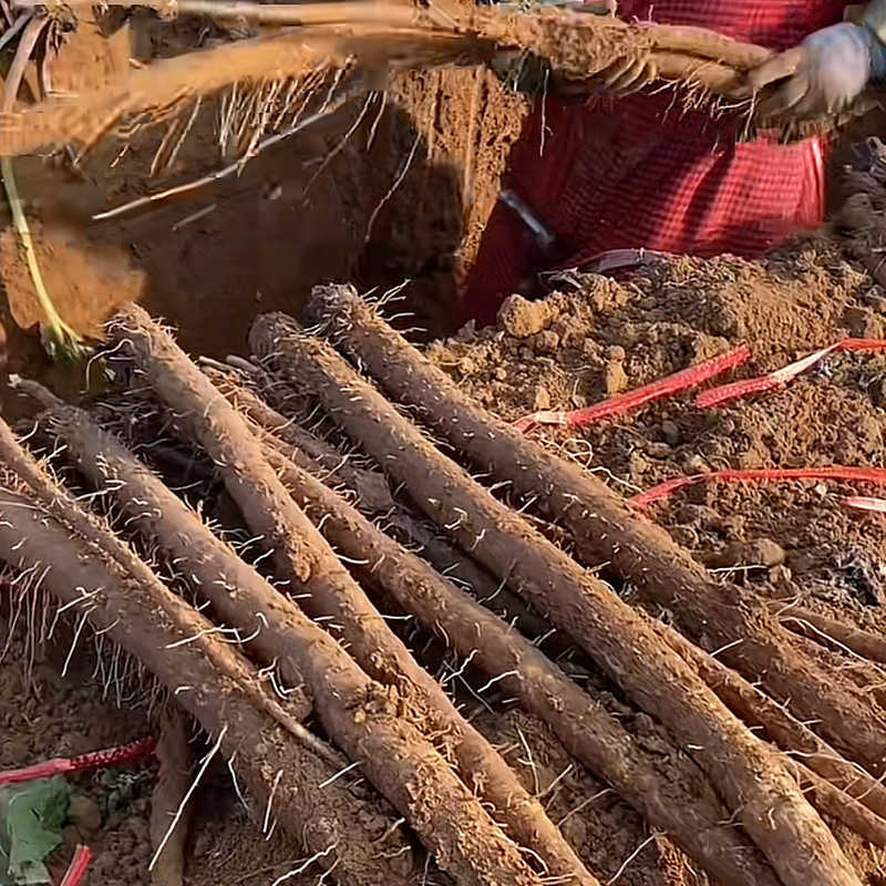 Fresh Burdock Root 2.5kg Lanling Freshly Dug Cangshan Agricultural Products Authentic Wild Golden Beef List Side Pound Tea Slices Wholesale