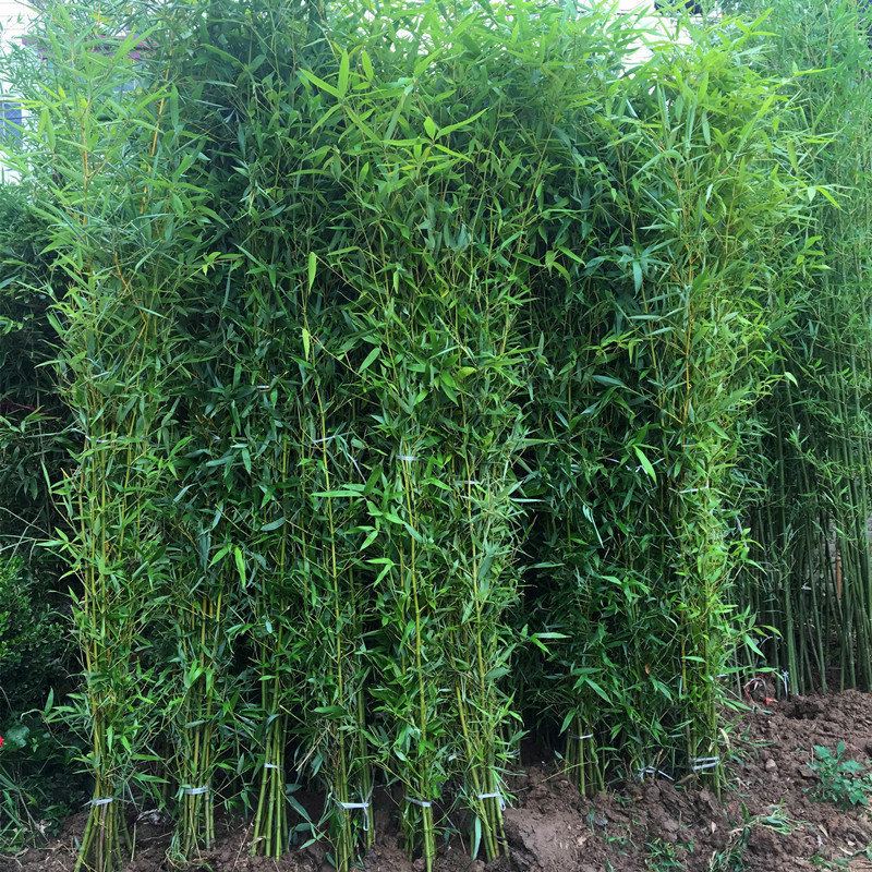 Courtyard Plants Gold Inlaid with Jade Purple Bamboo Seedlings Green Bamboo Seedlings Moso Bamboo Arhat Bamboo Seedlings Potted Plants