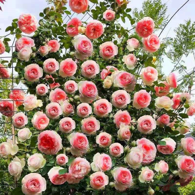 Rose Seedlings, Vine Roses, Large Florals, Fragrant Courtyards, Four-Season Flowering Climbing Vines, Florals, Potted Balcony Roses