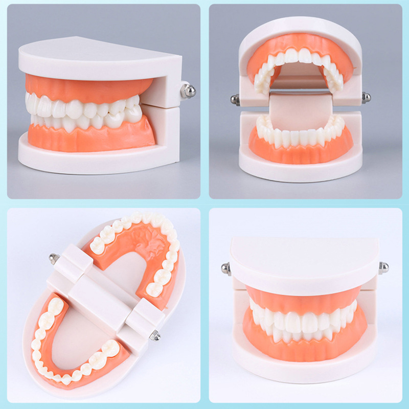 Tooth Model Oral Model Kindergarten Dental Model Small Dental Model Wholesale Wholesale Oral Materials