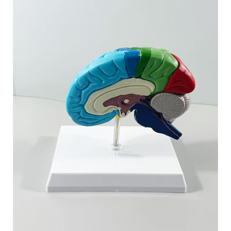 Production of Human Skeleton Anatomy 1:1 Right Hemisphere Brain Functional Area Anatomy Human Brain Model Medical Teaching