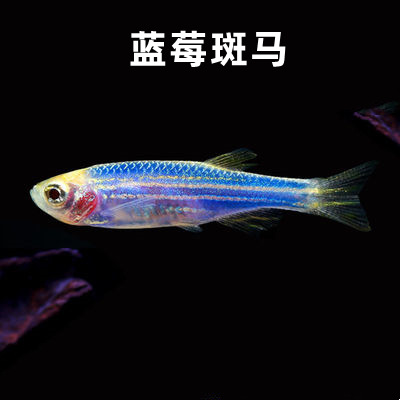Colorful Fluorescent Candy Zebrafish Wholesale Live Blueberry Lemon Yellow Green Jade Tropical Ornamental Fish Small Freshwater