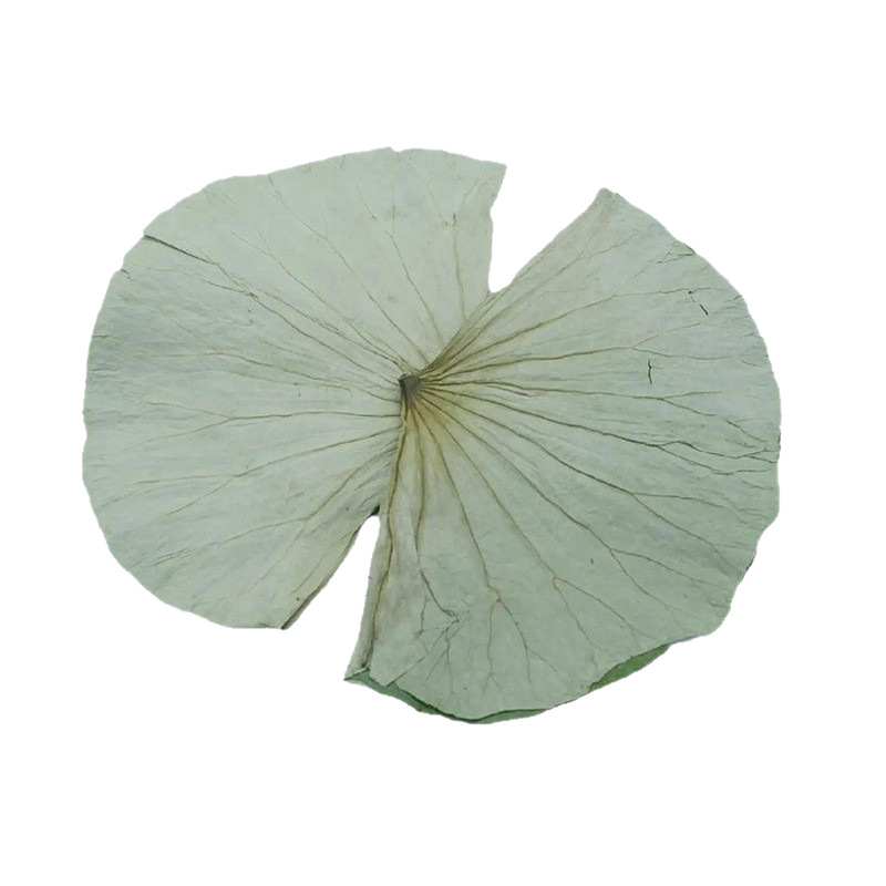 Wholesale Dried Lotus Leaves, New Products on the Market, Original from Shandong, Sold for Glutinous Rice Chicken, Clay-Pot Chicken, and Lotus Leaf Dishes