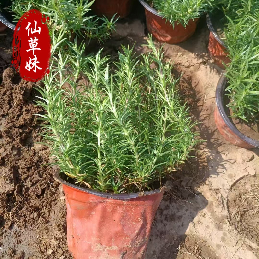 Base Phlox Zhi Sakura Seedlings with Flower Potted Mixed Color Clump Zhi Sakura Seedlings Flower Seedlings Garden Flower Wholesale