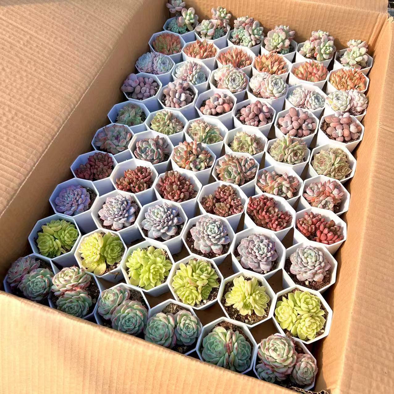 Succulent Wholesale Succulent Plants with Pots Succulent Potted Plants with Pots Wholesale Balcony Succulent Plant Packages