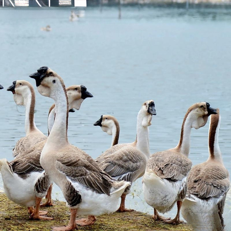 Authentic Lion Head Goose Live Chickens 0.5kg Extra Large Lion Head Goose Small Goose Purebred Large Goose Half a Pound