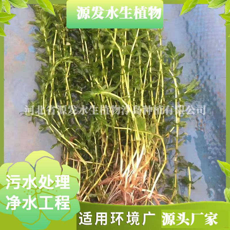 Undertake Bitter Grass, Black Algae, Hornwort, Foxtail, Water Spinach, Lotus, Water Spinach, Water Peanuts, Various Garden Aquatic Plants