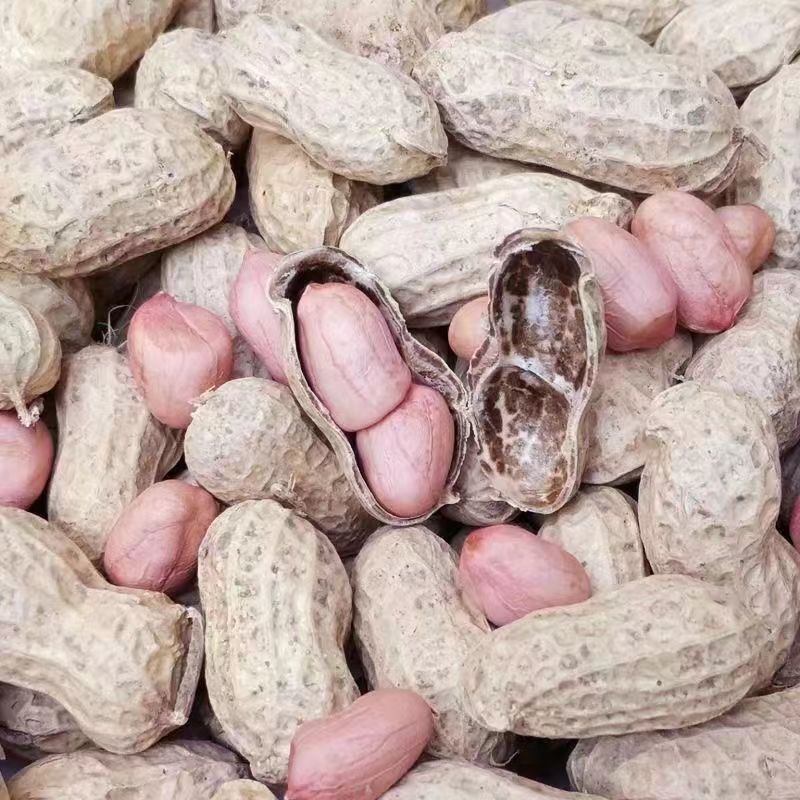 New goods in the season fresh peanut with Shell dried flowers growing big peanut farm self-planted dried bulk one-piece delivery