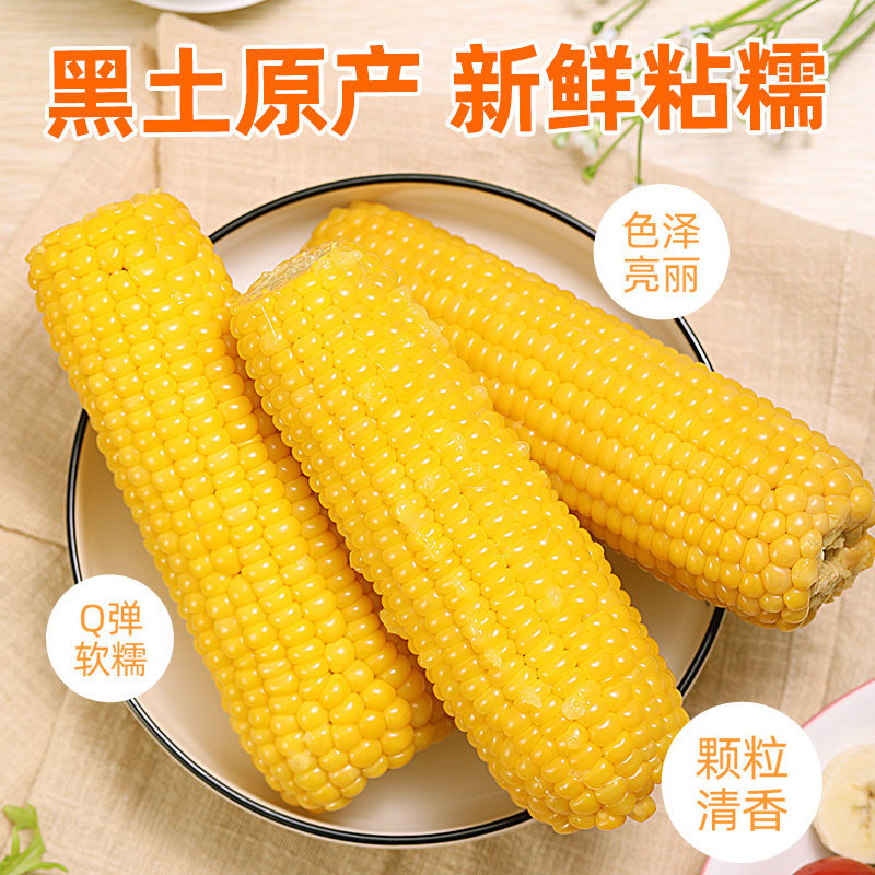 Northeast Yellow Waxy Corn Fresh Vacuum Bag Northeast Corn Breakfast Substitute Heating Instant Sticky Corn Non-GMO